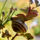 Schnecke federleicht 