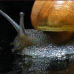 Schnecke