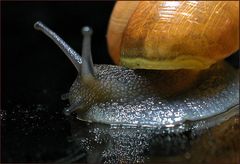 Schnecke