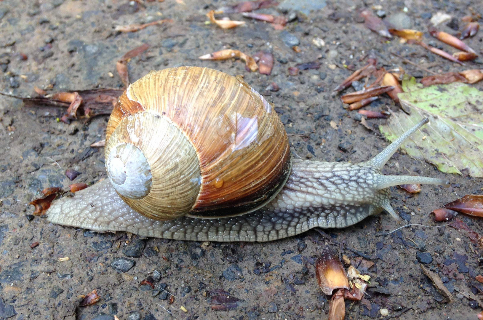 Schnecke