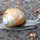 Schnecke