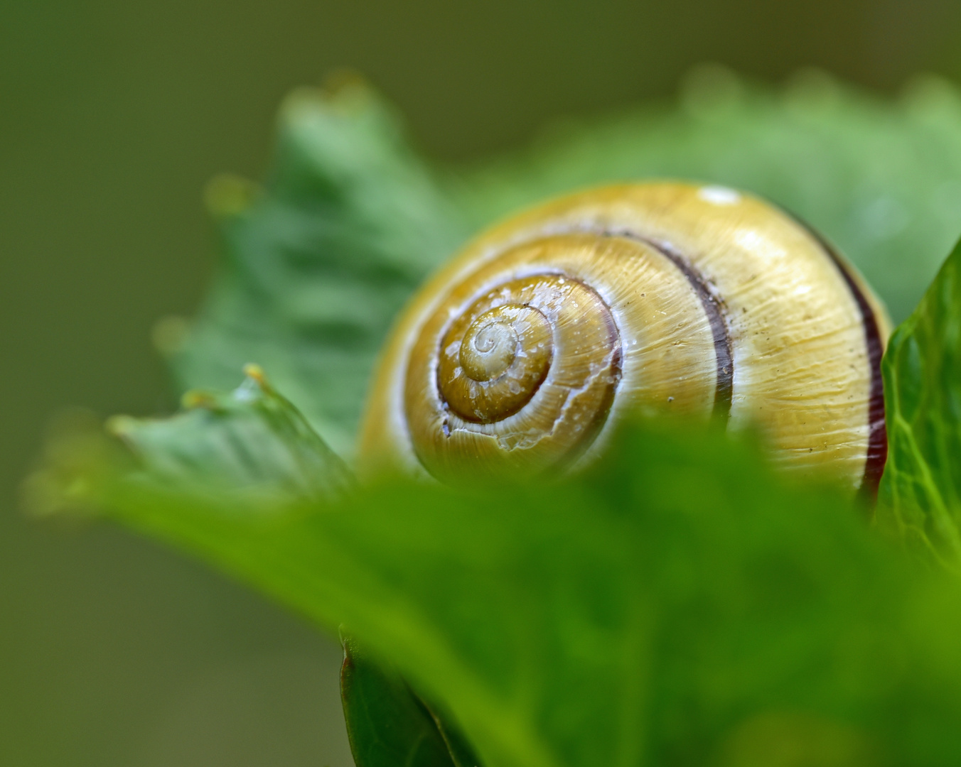  Schnecke Fridolin April 2018