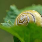  Schnecke Fridolin April 2018