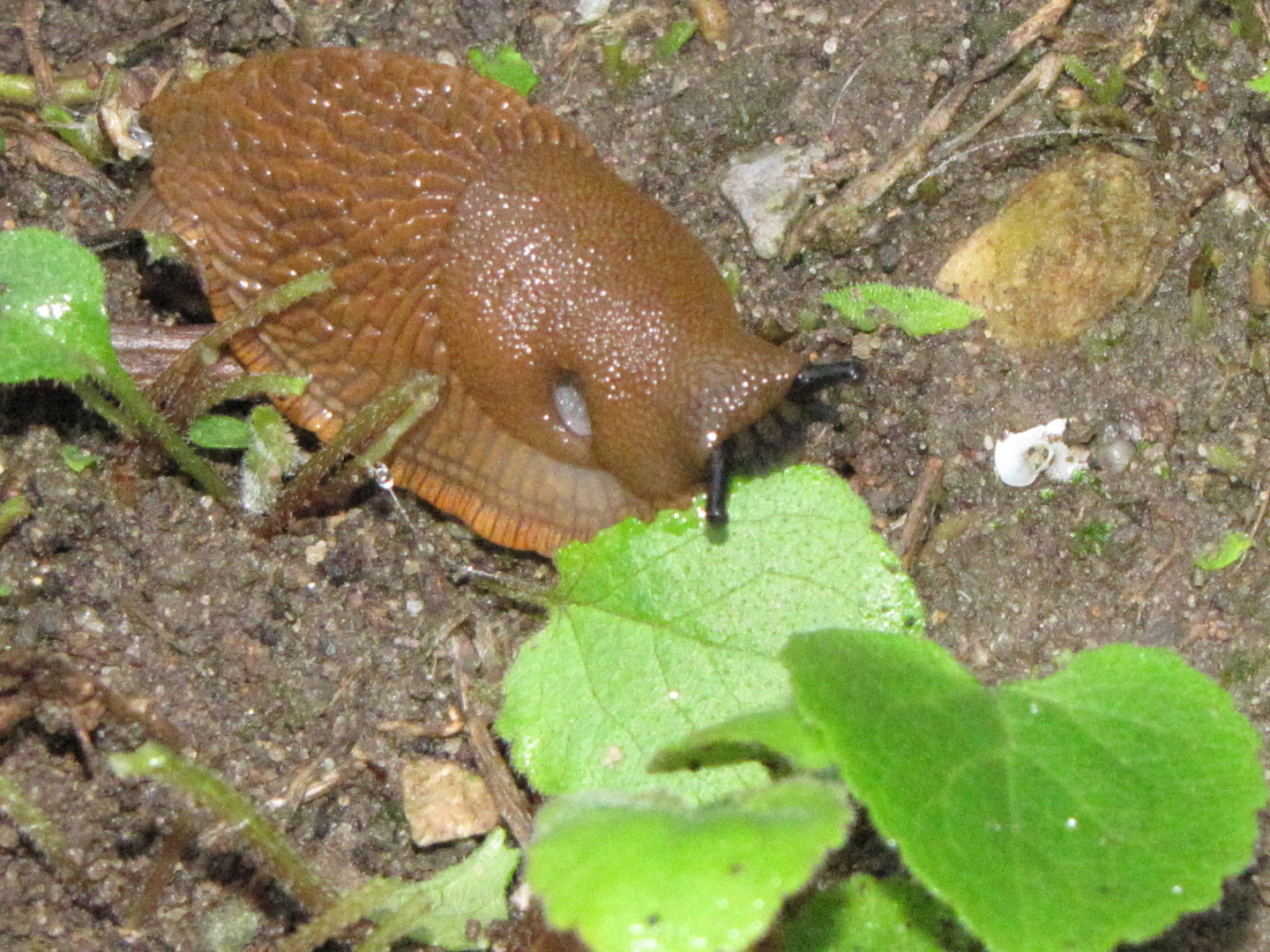 Schnecke frisst Blatt