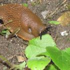 Schnecke frisst Blatt