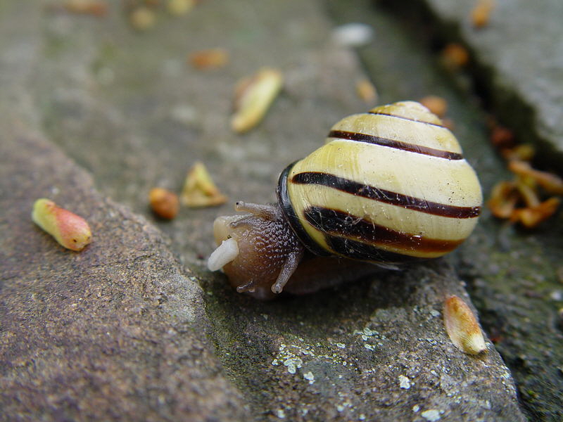 Schnecke frißt Nudel