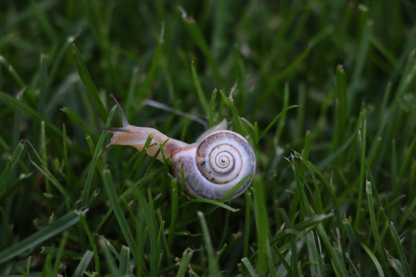 Schnecke ganz verdreht...