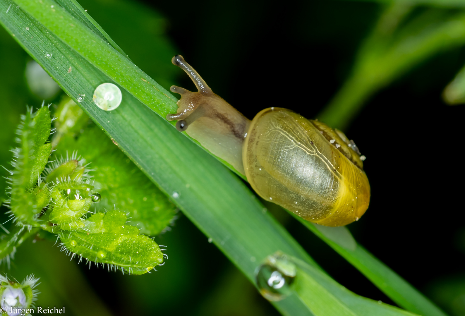 Schnecke (Gastropoda indet.) 