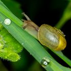 Schnecke (Gastropoda indet.) 