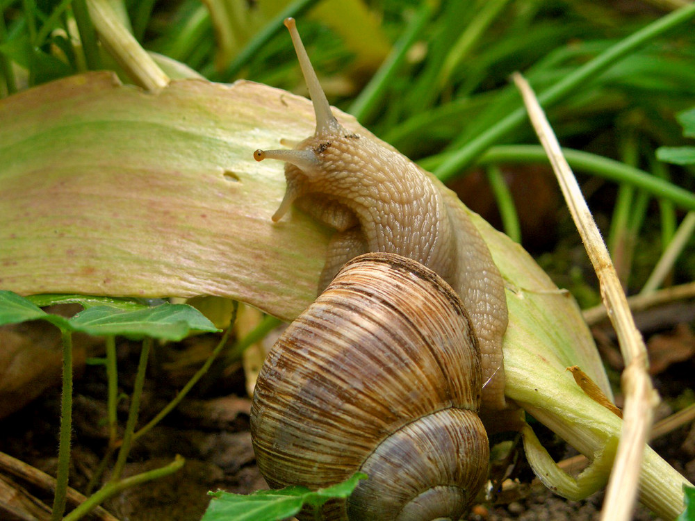 Schnecke- geh hoch!