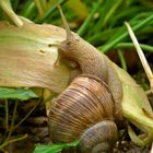 Schnecke- geh hoch!