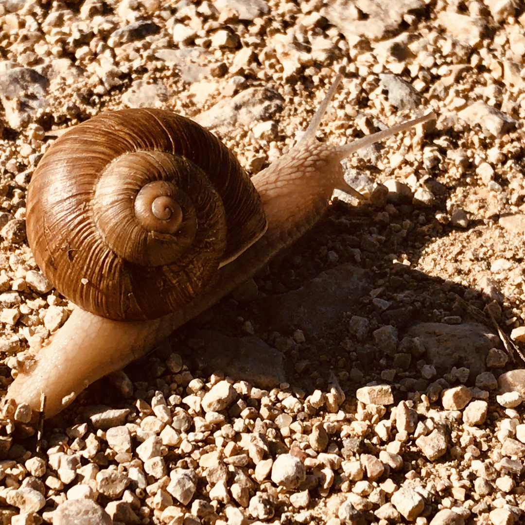 Schnecke geht ihren Weg 