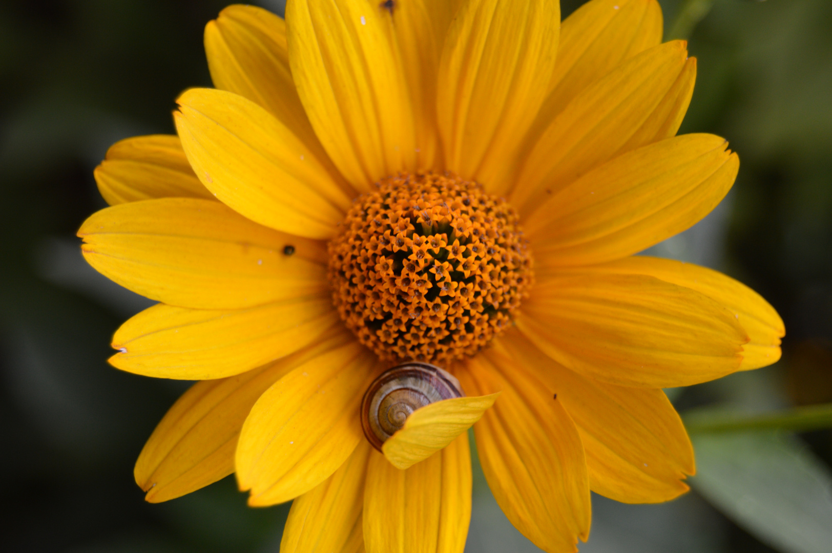 Schnecke gekuschelt in einer Blume