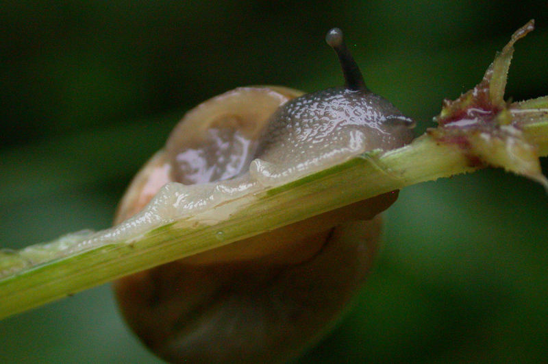 schnecke halt