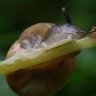 schnecke halt