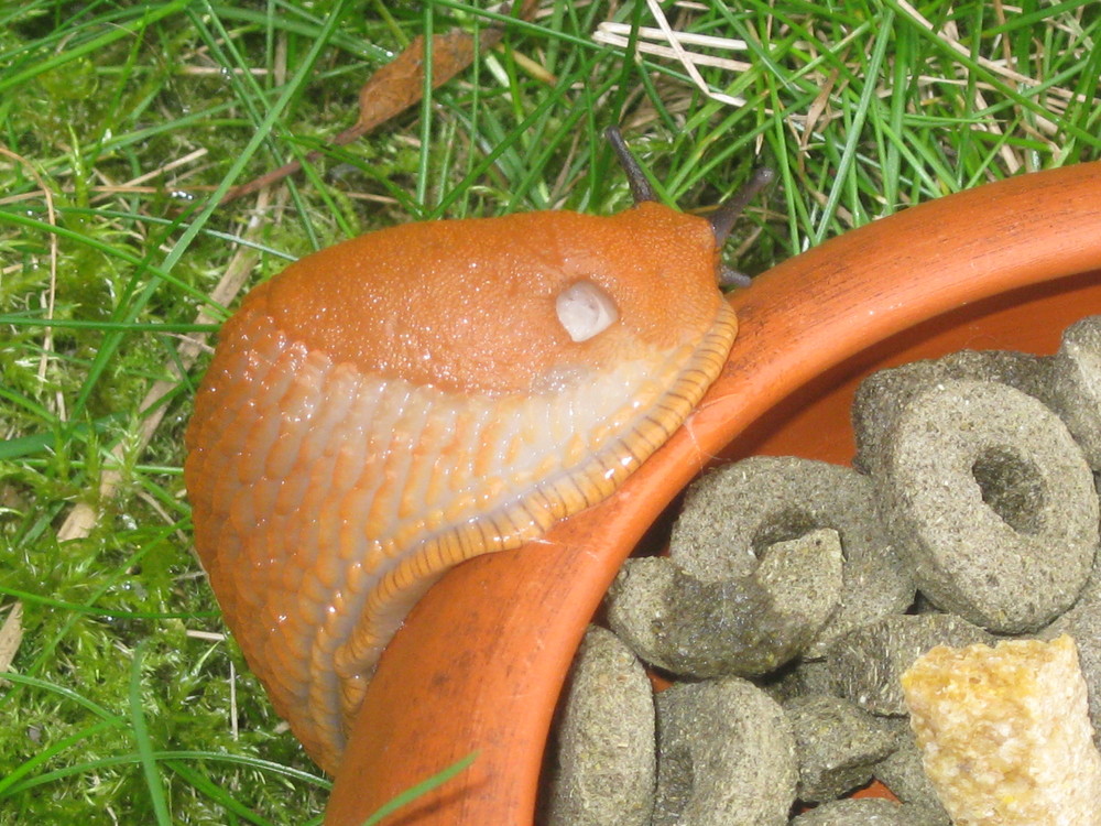 Schnecke hat Hunger!