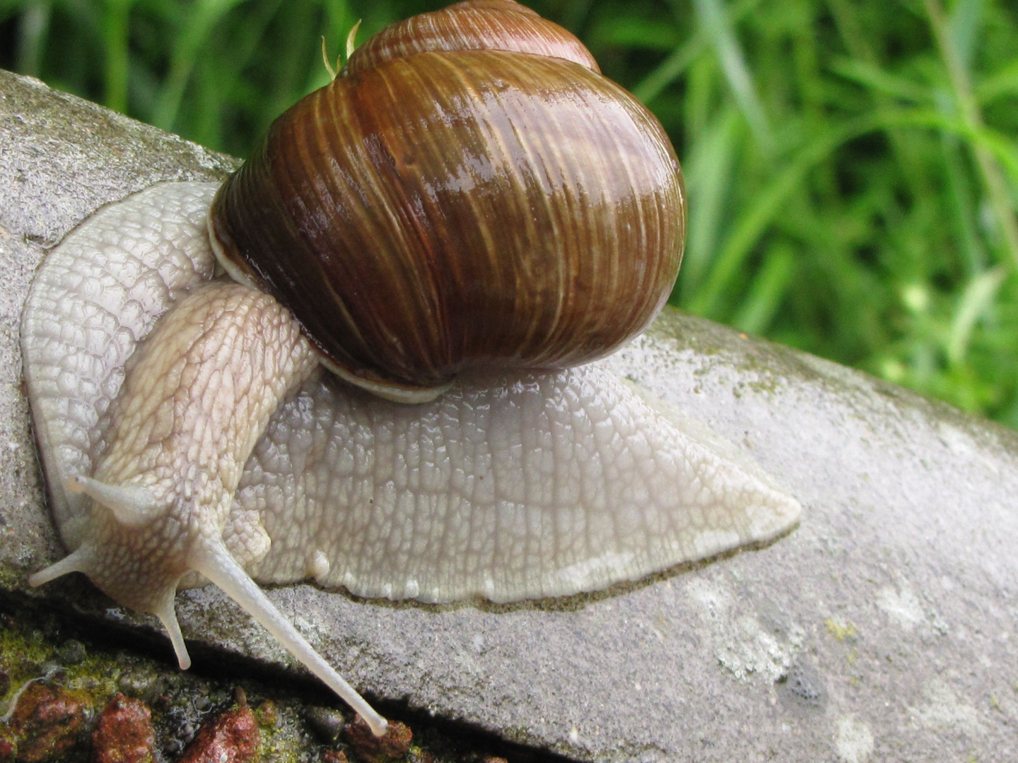 Schnecke Helgoland