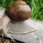 Schnecke Helgoland