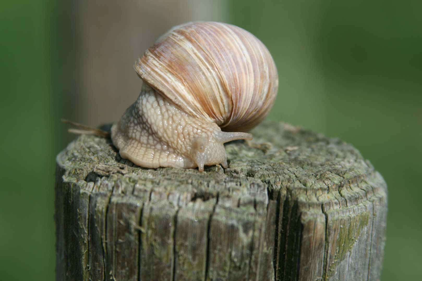 Schnecke .... hoch hinaus