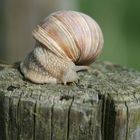 Schnecke .... hoch hinaus