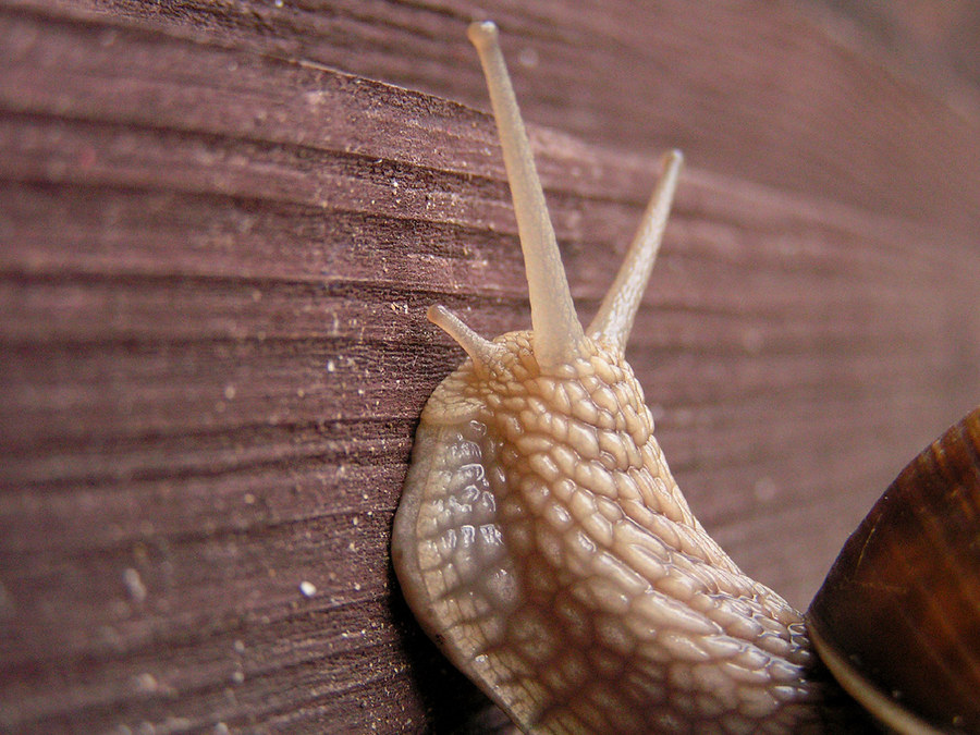 Schnecke I