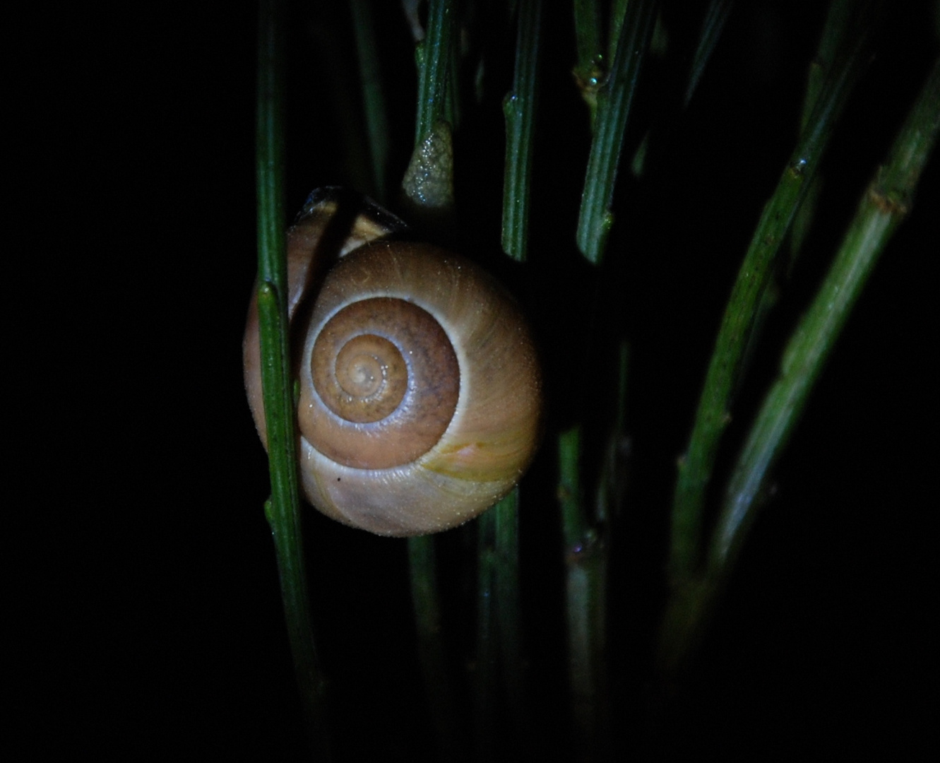 Schnecke I