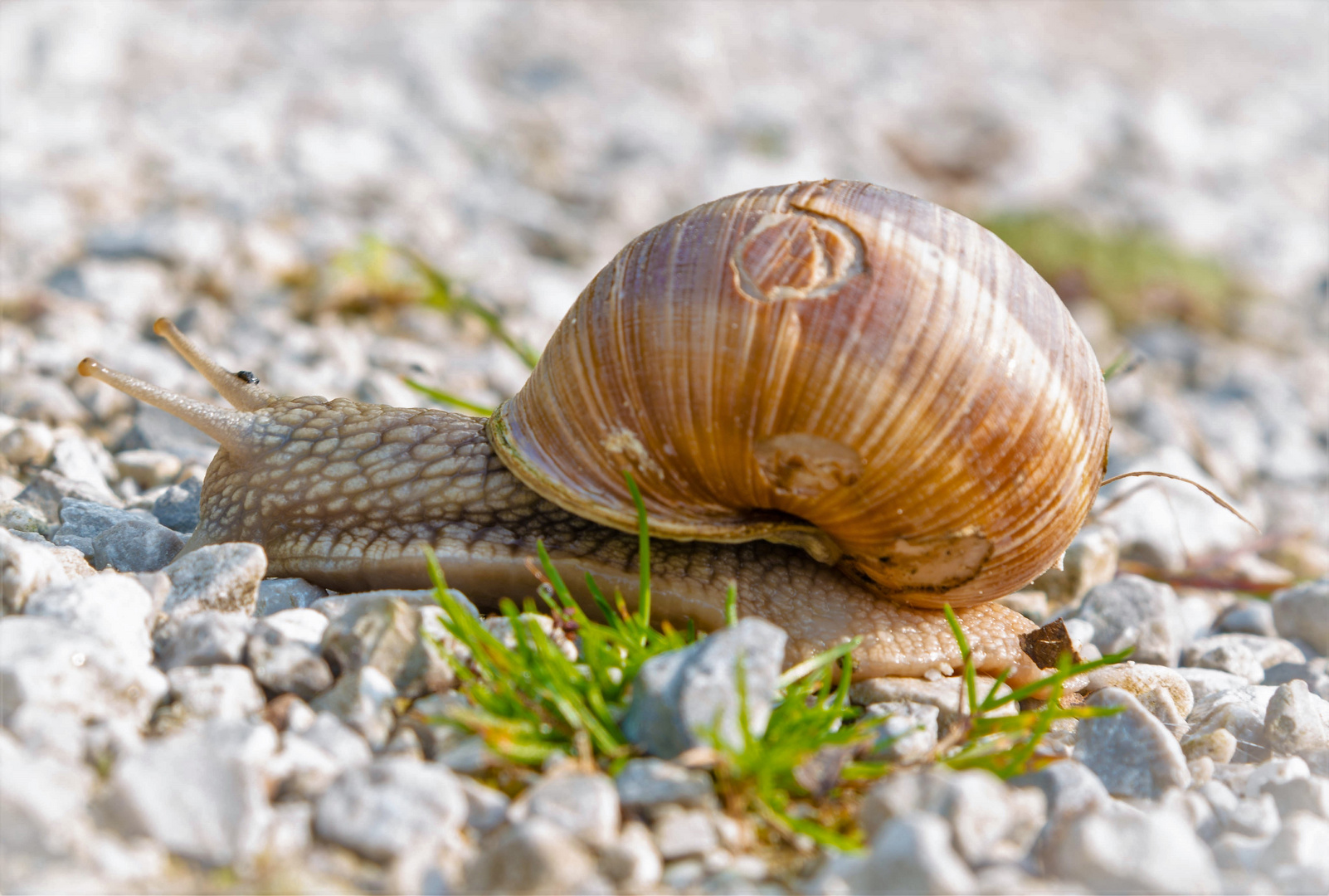 Schnecke I