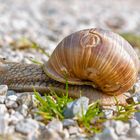 Schnecke I