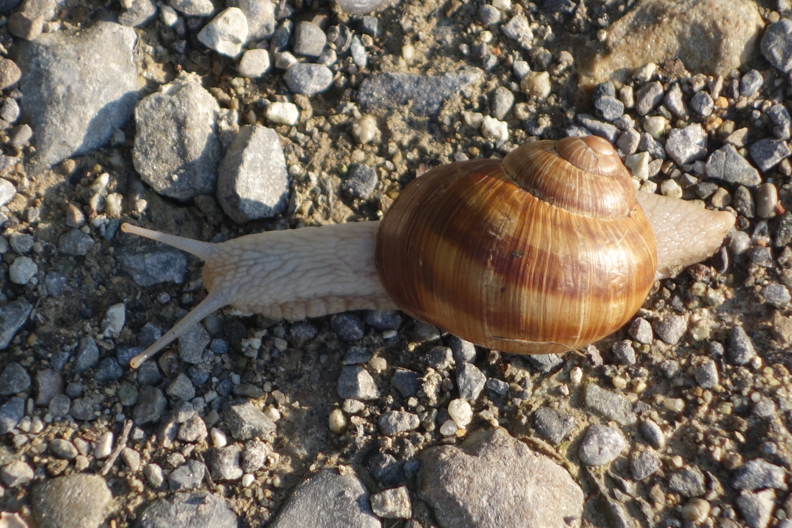 Schnecke I