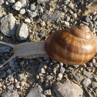 Schnecke I