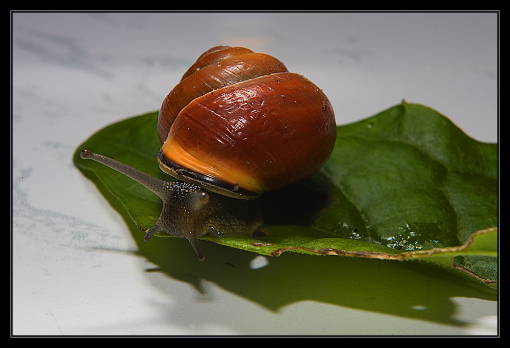 Schnecke I