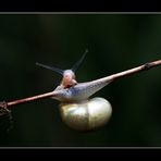 Schnecke? Ich?? Seh ich etwa so aus???