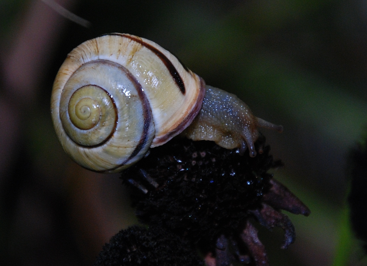 Schnecke II