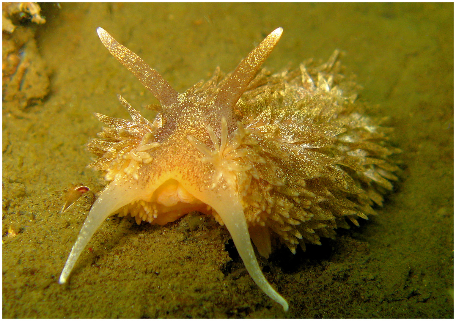 &quot;Schnecke II&quot; Foto &amp; Bild unterwasser, uwsalzwasser