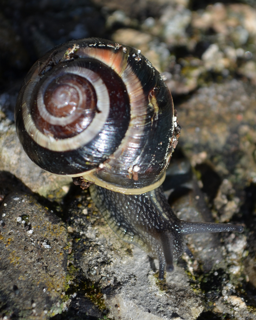 Schnecke II