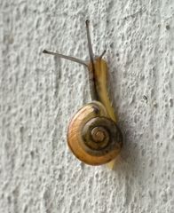 Schnecke im 1. Stock