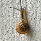 Schnecke im 1. Stock