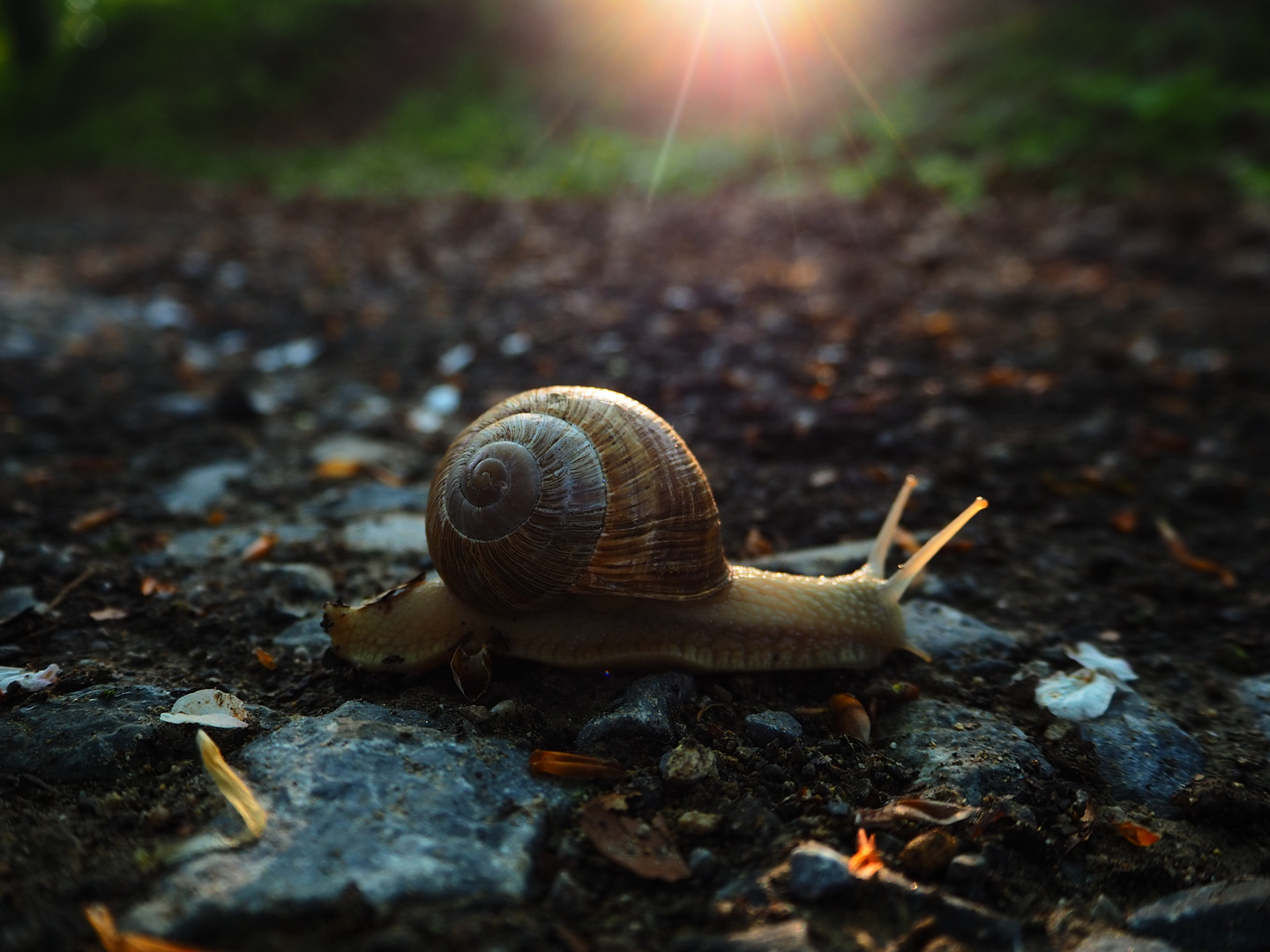 Schnecke im Abendlicht