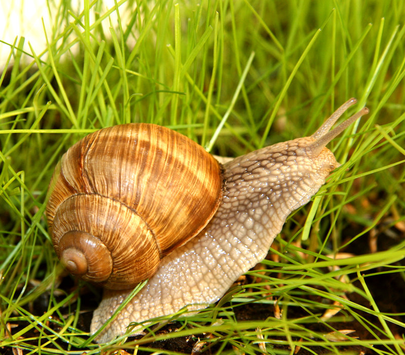 Schnecke im Anmarsch