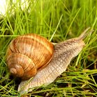 Schnecke im Anmarsch