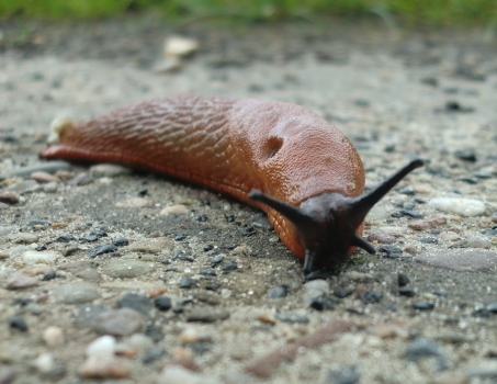 schnecke im anmarsch