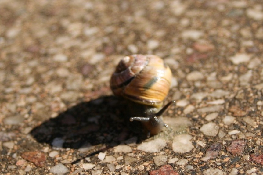 Schnecke im Anmarsch...