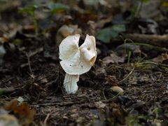 Schnecke im Anmarsch - Herbstlorchel