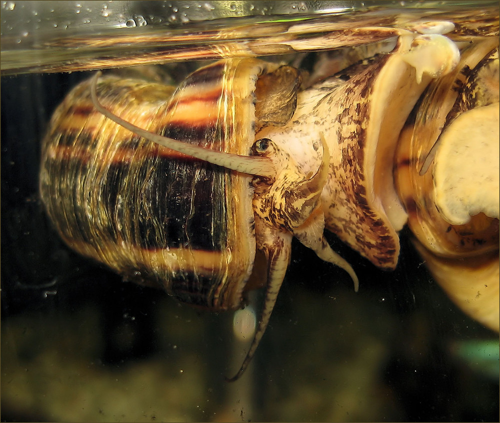 Schnecke im Aquarium meiner Freundin