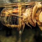 Schnecke im Aquarium meiner Freundin