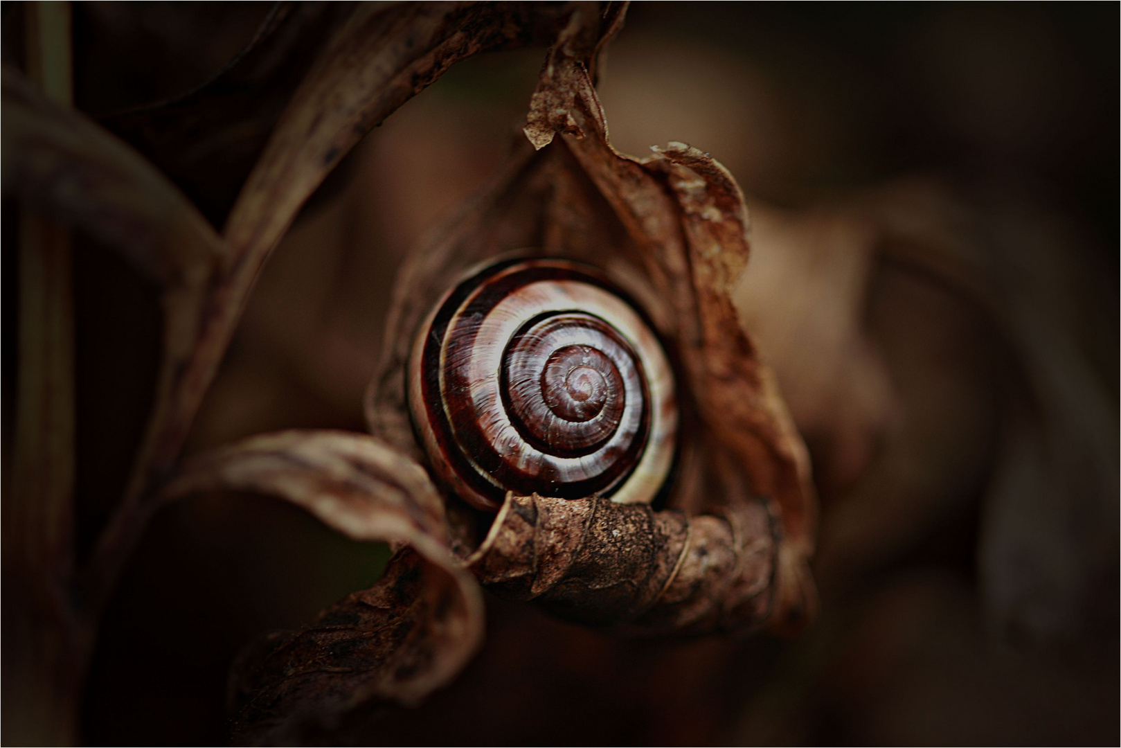 Schnecke im Blätterteig