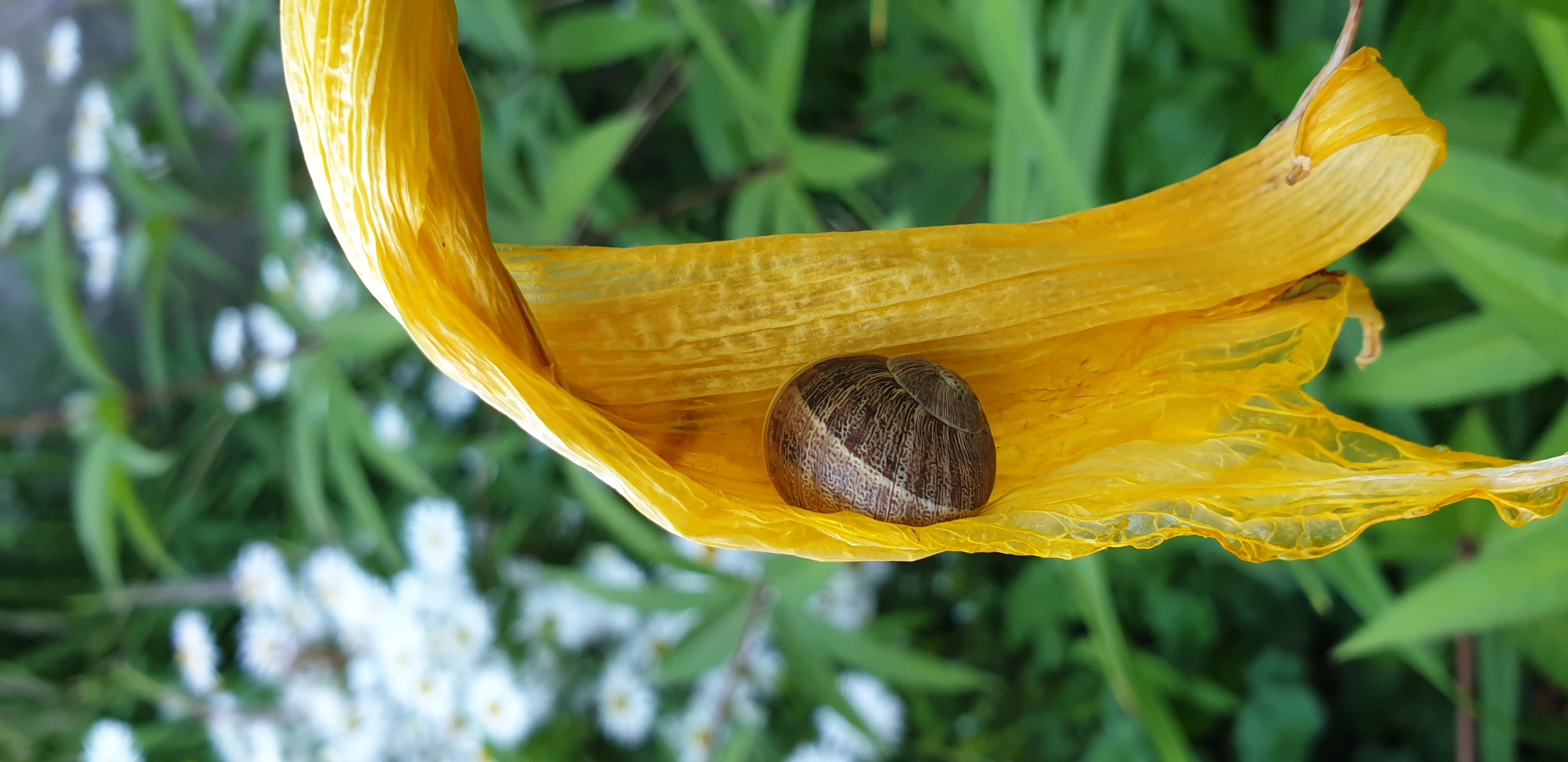 Schnecke im Blatt