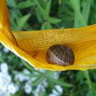 Schnecke im Blatt