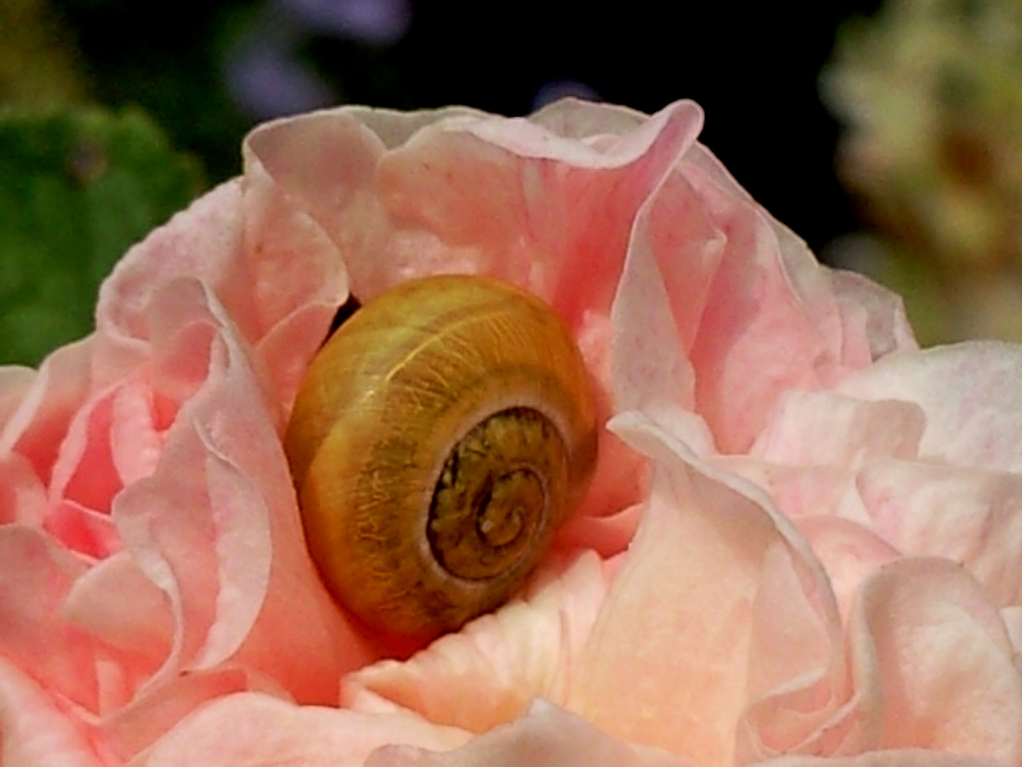 schnecke im blütentaumel