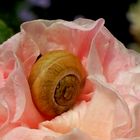 schnecke im blütentaumel